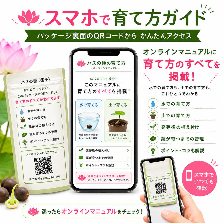 ハスの種 10粒 発芽加工済み 蓮の種 ミニハス 茶碗蓮 水生植物