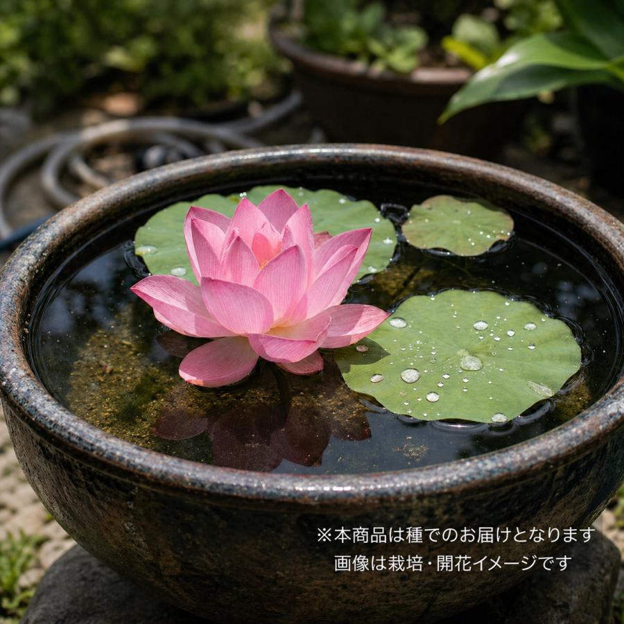 蓮の種 10粒 ハス 種子 栽培セット 水生植物 睡蓮鉢 発芽しやすい