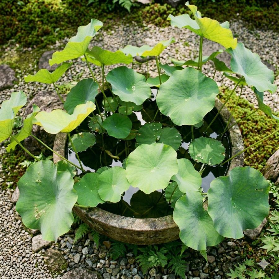 ハスの種 10粒 発芽加工済み 蓮の種 ミニハス 茶碗蓮 水生植物