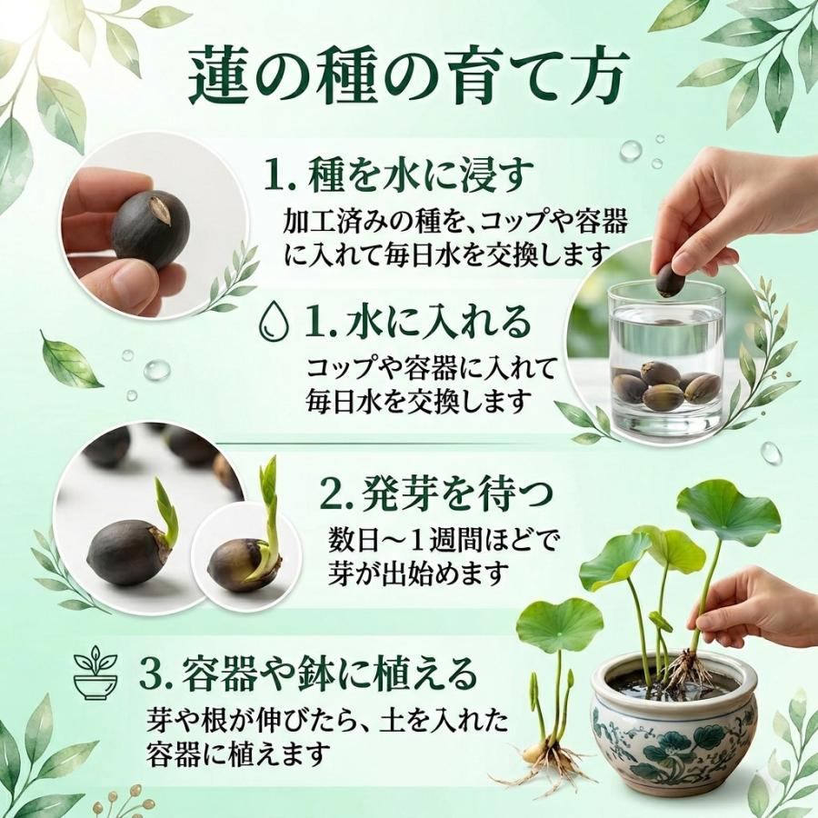 ハスの種 10粒 発芽加工済み 蓮の種 ミニハス 茶碗蓮 水生植物