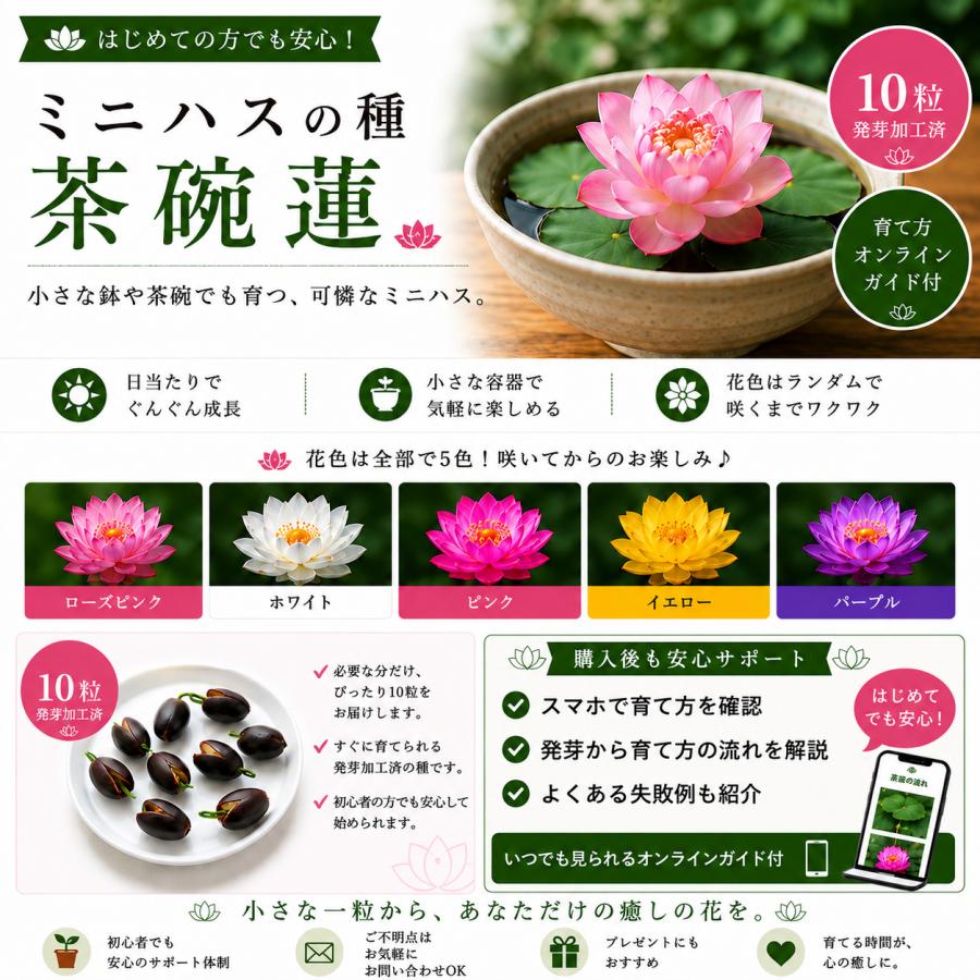 ハスの種 10粒 発芽加工済み 蓮の種 ミニハス 茶碗蓮 水生植物