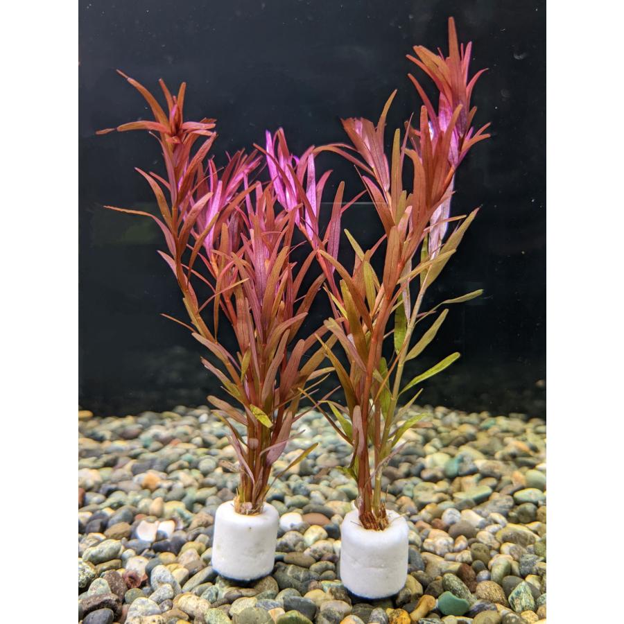 水草 無農薬 ロタラ・SP・Hra 10本 断熱パック 保存液入りパッキング