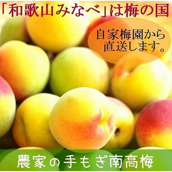 送料込み 　令和８年和歌山県みなべ町産　農家の手もぎ南高梅　2kg　（小さなキズ果入ります　減農薬栽培　特別栽培農産物認証　青梅　紀州みなべ）　坂忠商店 |  | 02