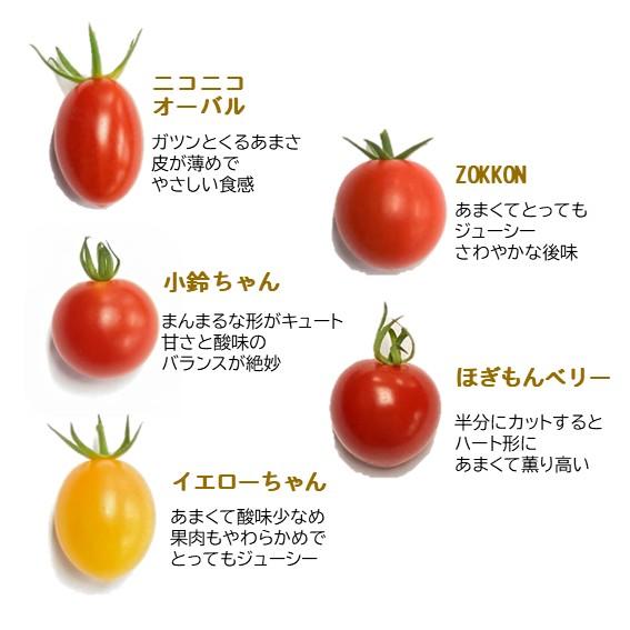 ミニトマト12パックセット 10種類のミニトマトが大集合！ 岐阜県さかほ
