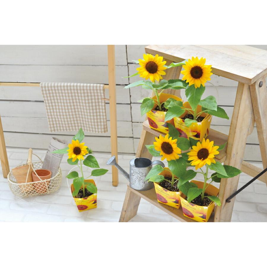 栽培セット 栽培キット 聖新陶芸 GD-434 スマイル サンフラワー