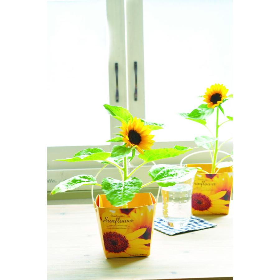 栽培セット 栽培キット 聖新陶芸 GD-434 スマイル サンフラワー