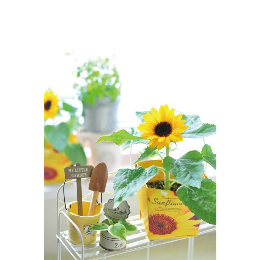 栽培セット 栽培キット 聖新陶芸 GD-434 スマイル サンフラワー