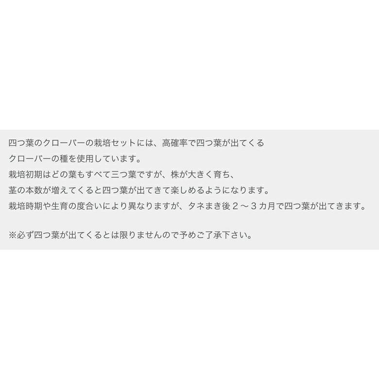家庭菜園 GD-592 きっとみつかる四葉クローバー栽培セット 聖新陶芸 クローバー 四つ葉 ギフト プレゼント｜sakai-fukui｜06