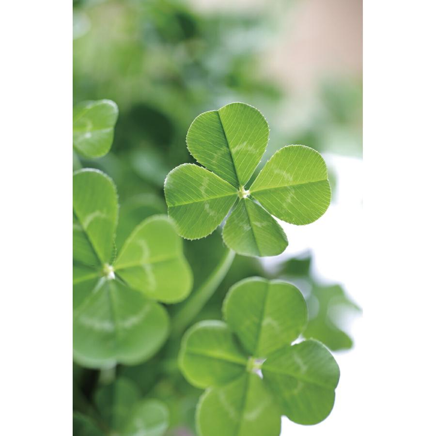 大きな四葉のクローバー 四つ葉のクローバー - Wikipedia