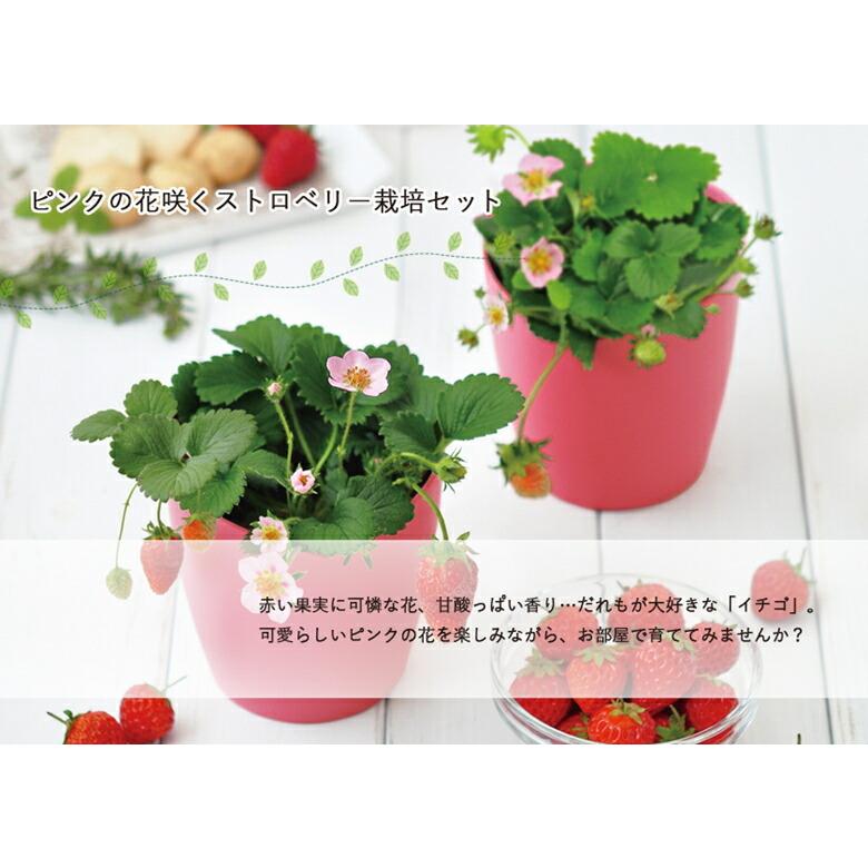 栽培セット 栽培キット 家庭菜園 GD-796 ピンク花咲くストロベリー栽培