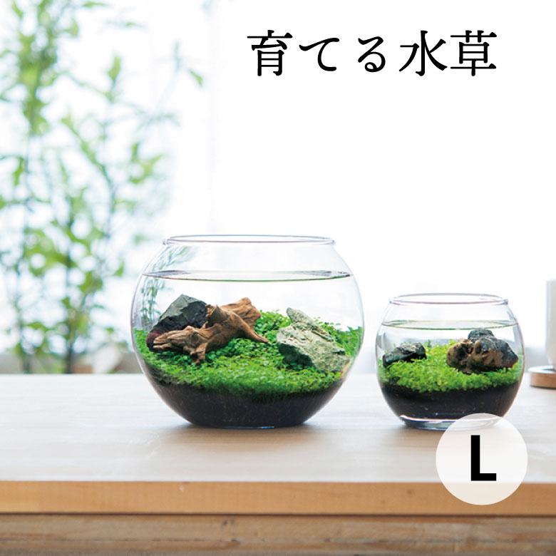 栽培キット 水草 栽培セット おしゃれ シンプル 夏 聖新陶芸 育てる