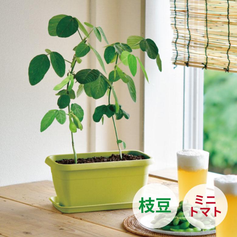 栽培キット 栽培セット 枝豆 ミニトマト ミニヒマワリ 聖新陶芸