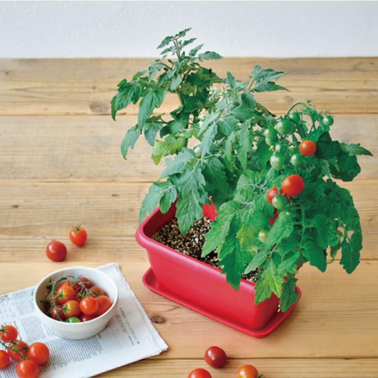 栽培キット 栽培セット 枝豆 ミニトマト ミニヒマワリ 聖新陶芸 