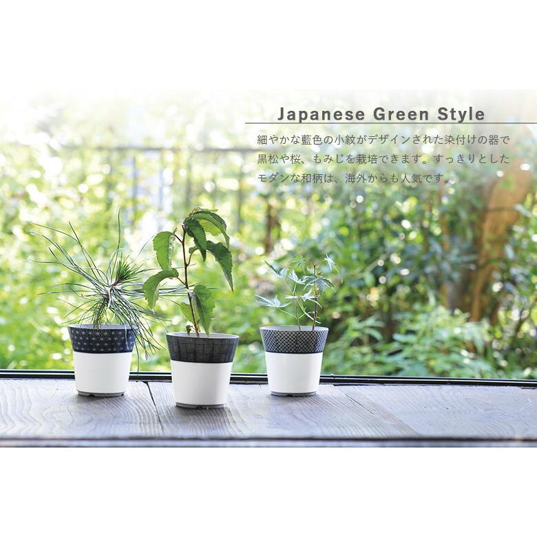 栽培セット 盆栽 栽培キット 聖新陶芸 GD-452 小紋盆栽栽培