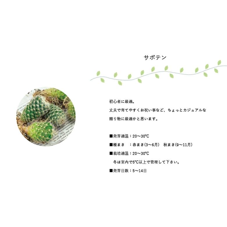 新入荷 流行 聖新陶芸 プランツロック カクタス 形状おまかせ １個 サボテン栽培キット