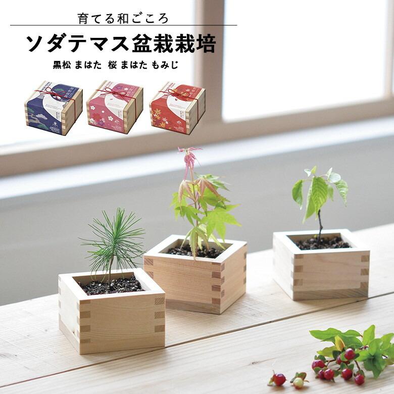 綾*鷹様 多肉植物新春セット（6点セット） 栽培セット 盆栽 栽培キット 聖新陶芸 GD-846 ソダテマス 盆栽栽培
