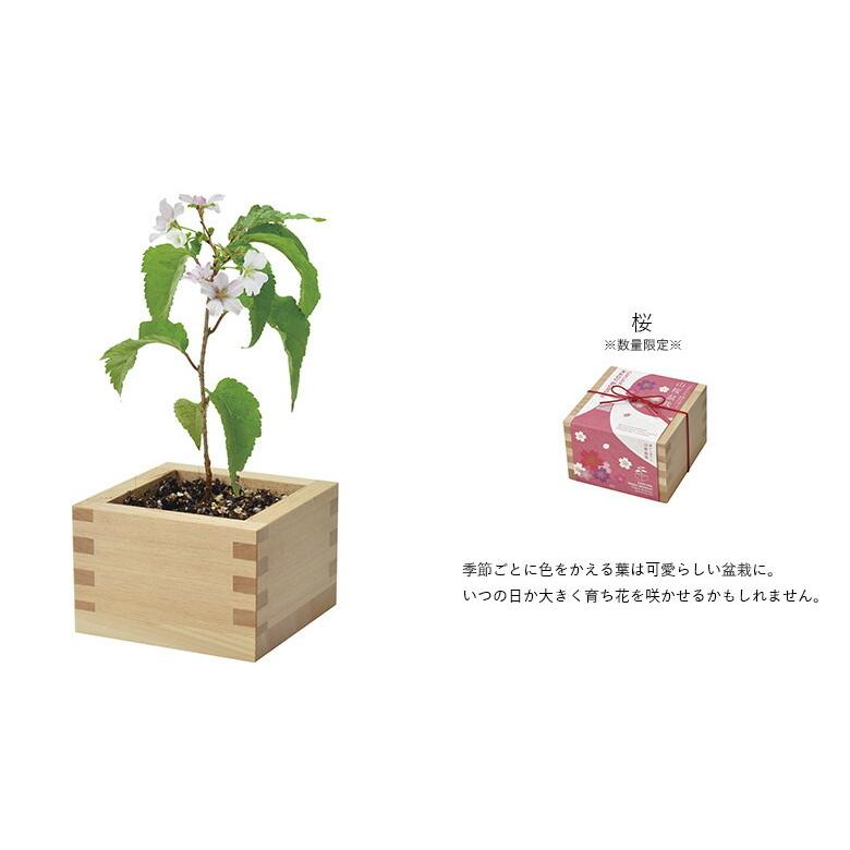 栽培セット 盆栽 栽培キット 聖新陶芸 GD-846 ソダテマス 盆栽栽培