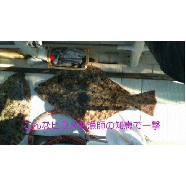 在庫有即配プラス便 フジワラ 三角バケ600g ニュージーランド 在庫有即配プラス便 フジワラ 三角バケ600g ニュージーランド