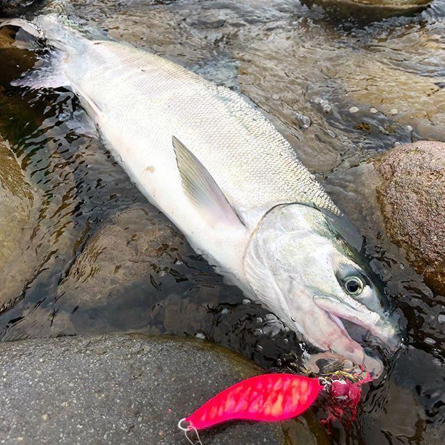 Abu Garcia 在有即配ライト便 MsSea Goblin サーモンゴブリン Abu Garcia 在有即配ライト便 MsSea Goblin サーモンゴブリン