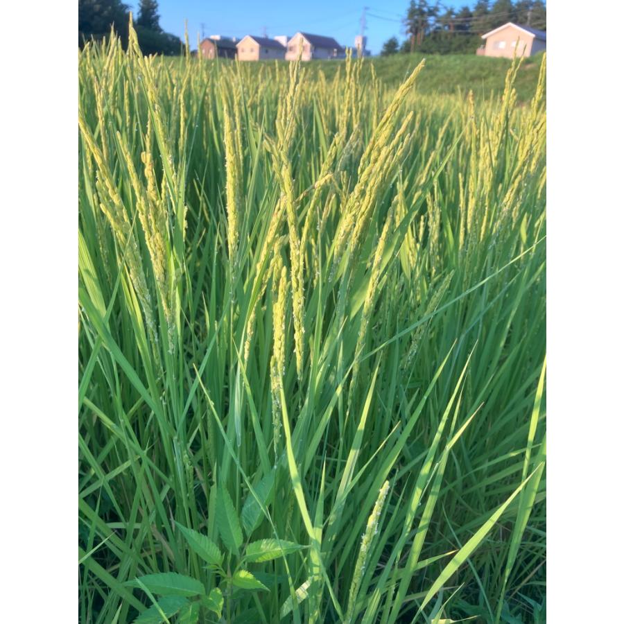 令和7年長野県産ゆうだい21炊飯食味値92点極上白米9kg農家直送送料