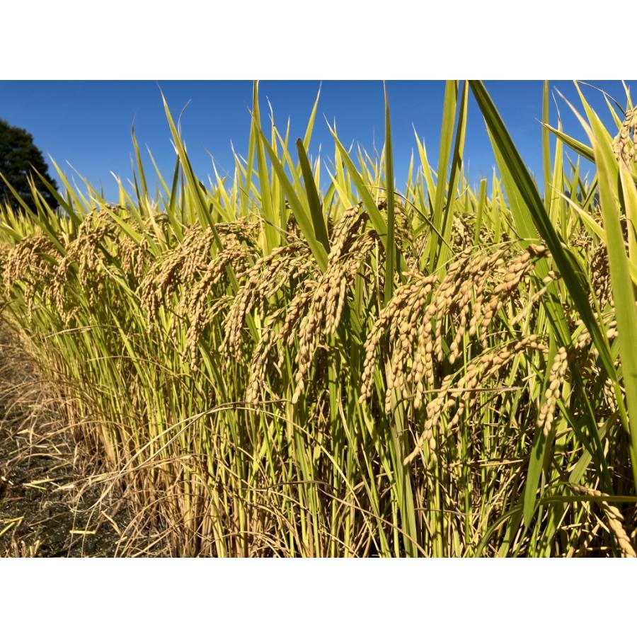 令和5年長野県産米風さやかお試し 白米2kg美味しいお米は農家直送　送料無料　｜sakaiyay｜11