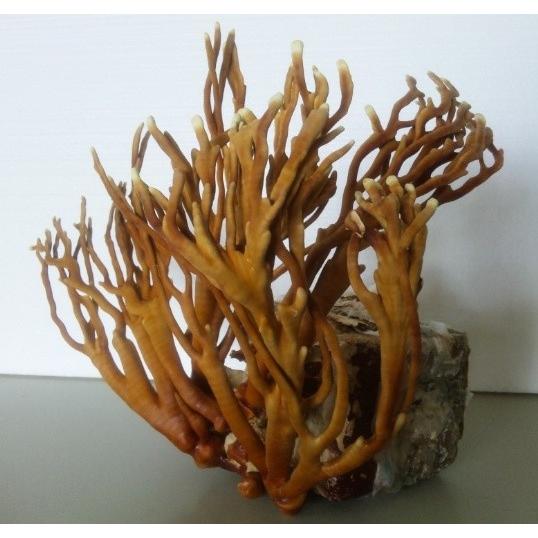 鹿角霊芝 鹿角霊芝純度100%パウダー【160g(40g×4個)】 | 健康・野草茶センター