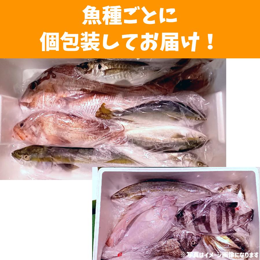 鮮魚ボックス セット（5人前〜） 直送  海鮮 福袋 バーベキュー 寿司ネタ セット 業務用｜sakananoeki｜08