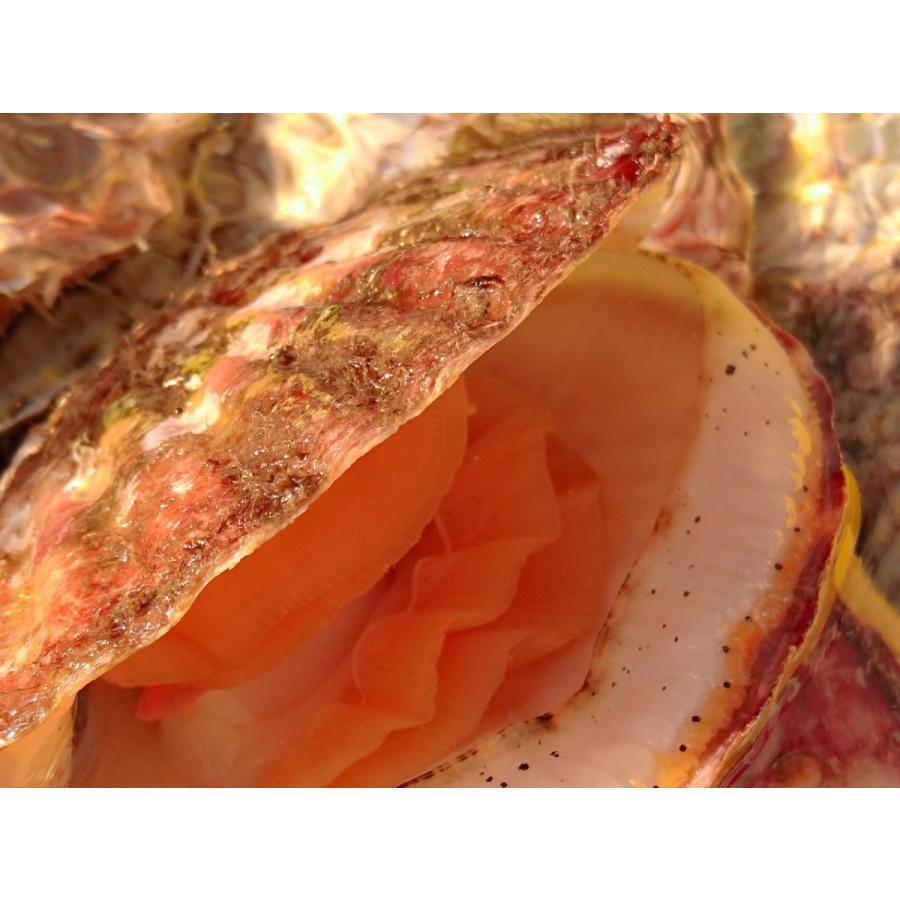 岩手県産 特大 活ほたて貝 ５枚 |  | 03