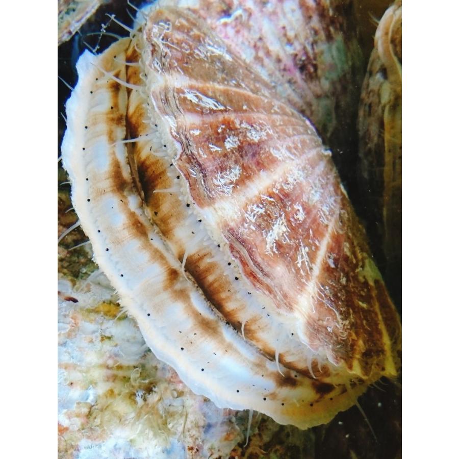 岩手県産 特大 活ほたて貝 10枚 |  | 02