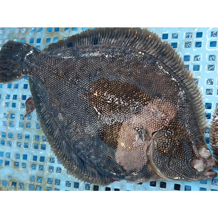 幻の高級魚「星鰈（ほしがれい）」活〆2尾入　岩手県産　鮮魚　養殖物　鰈｜sakanayasan-gokko｜02