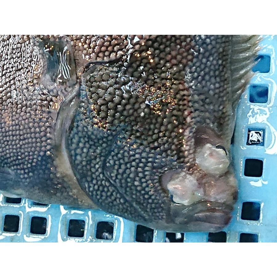 幻の高級魚「星鰈（ほしがれい）」活〆2尾入　岩手県産　鮮魚　養殖物　鰈 |  | 02