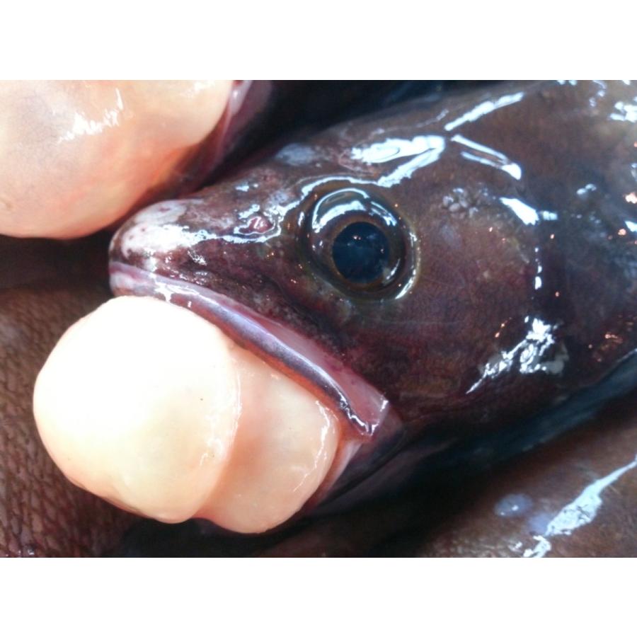 三陸 岩手 宮古 活き活き鮮魚詰合せ :sg2:魚屋さんGOKKOヤフーショップ - 通販 - Yahoo!ショッピング 三陸 岩手 宮古 活き活き鮮魚詰合せ :sg2:魚屋さんGOKKOヤフーショップ - 通販 - Yahoo!ショッピング