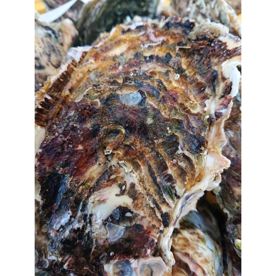 岩手県産　生がき　加熱用　300g×３パック入り　鮮魚　生ガキ　牡蠣 |  | 02