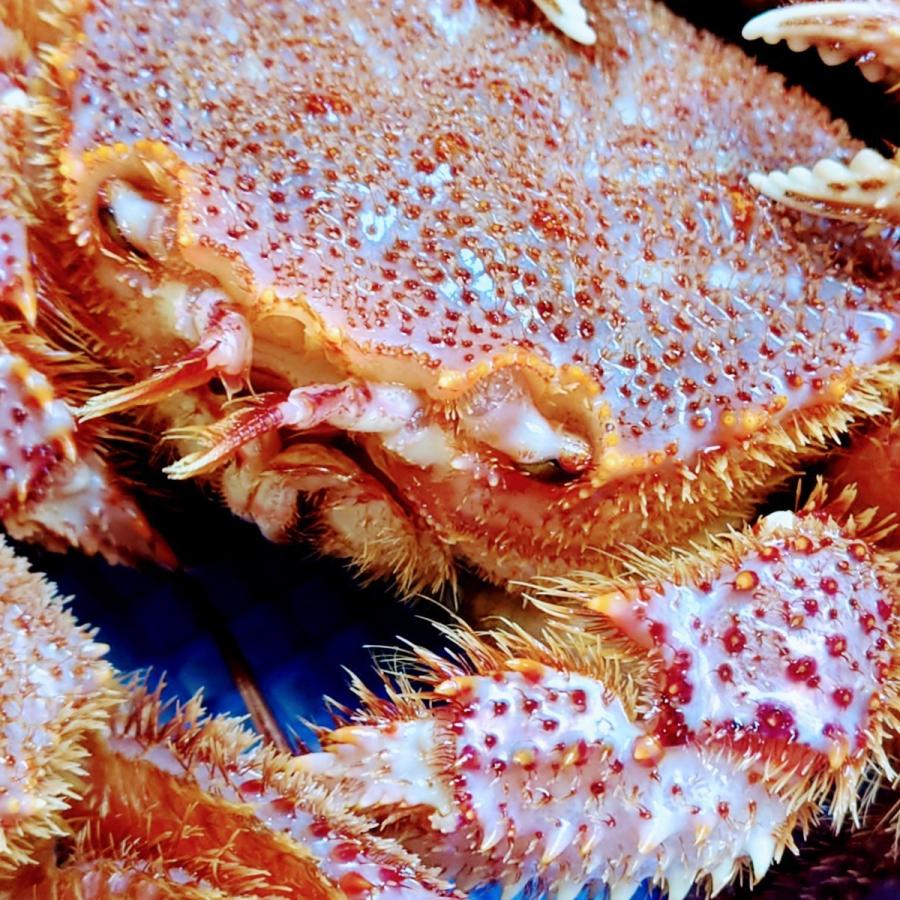 岩手県産「宮古の活毛がに」大5杯入り　三陸　岩手　宮古　鮮魚　毛ガニ | 