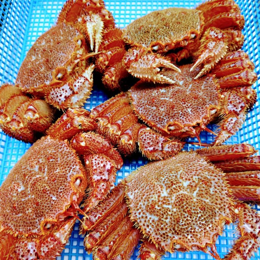 岩手県産「宮古の活毛がに」大5杯入り　三陸　岩手　宮古　鮮魚　毛ガニ |  | 01