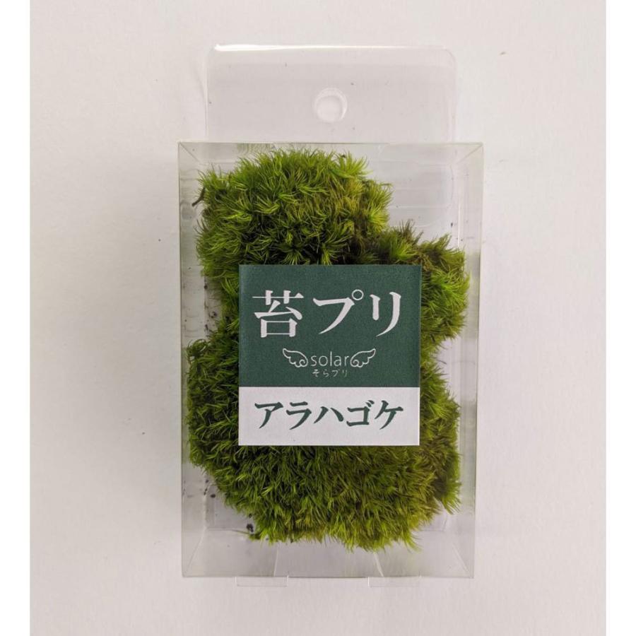 天然山苔3トレー分　ヤマゴケ　アラハシラガゴケ　大容量　通常10800円の品 天然山苔3トレー分 ヤマゴケ アラハシラガゴケ 大容量 通常10800円の品