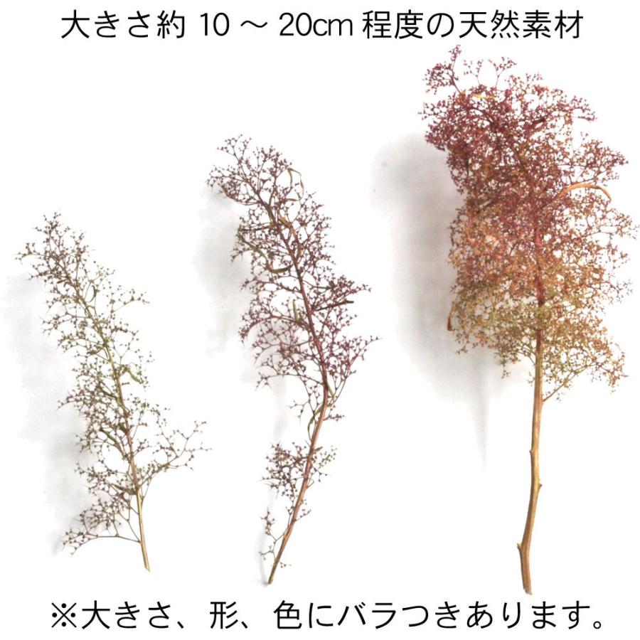 オランダドライフラワー(スーパーツリー Super Trees) 一株パック