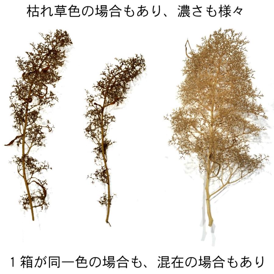スーパーツリー・スターターキット（オランダドライフラワー