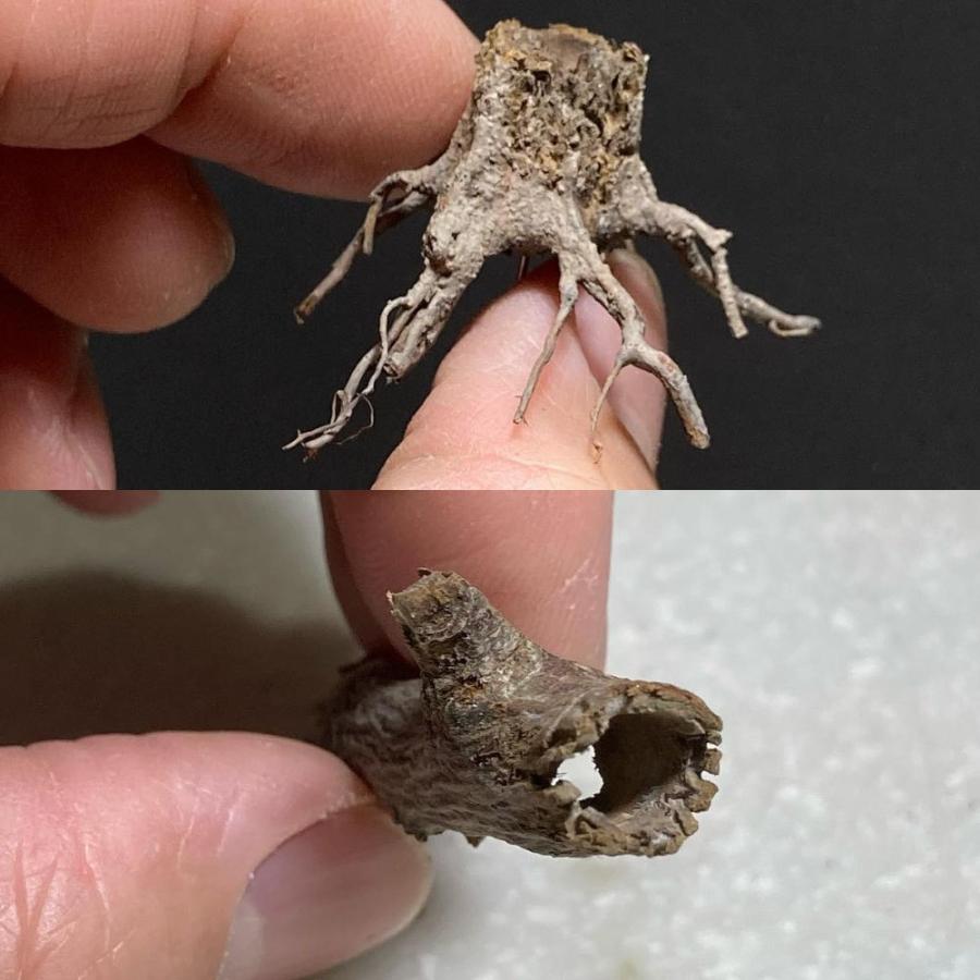 森林鉄道 新緑と苔むした倒木 ：Art Stage K 塗装済完成品 1/87