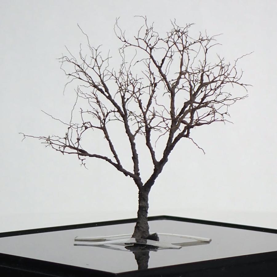 枯れ木 盆栽の枯れ木。5 Dead Bonsai Trees Volume 2 | DAZカテゴリ一覧