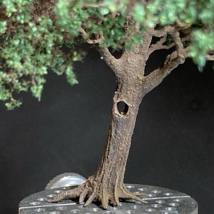 完成樹木模型 名木 約12cm 樹洞、うろ ：Art Stage K 塗装済完成品