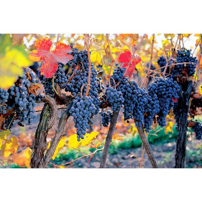 コンチャ・イ・トロ フロンテラ シャルドネ フレッシュ・サーバー BIB