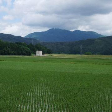 平成28年度 山形県産はえぬき 5Kg｜sake-abe