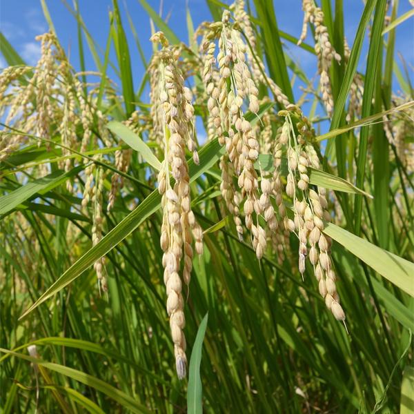 【世界が認めた！IWC金賞常連の酒蔵が造る！】南部美人　純米吟醸　1800ml | 南部美人 | 02