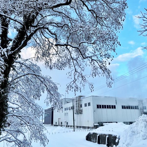 菊水（KIKUSUI） 【キリっと引き締まった味わい！】 菊水の辛口 本醸造