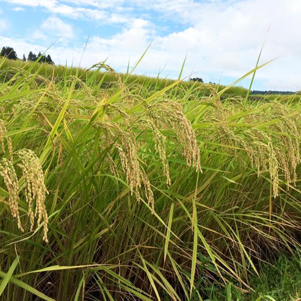 【送料無料・日本酒　飲み比べセット】　大評判の日本酒N-888を造り上げた蔵のハイクラスな味わいが楽しめる　720ml×2本セット(北海道・沖縄は送料+990円) | 新潟銘醸 | 08