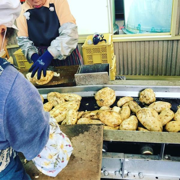 【黒麹特有の芳醇でキレのある甘みが魅力！】　オガタマ　鉄幹黒　黒麹　芋焼酎　古式甕仕込み　25度　900ml | オガタマ酒造 | 02