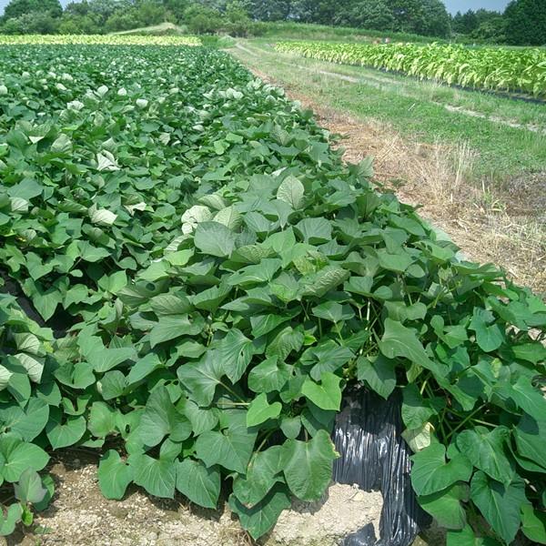 【入荷しました！】【女性に大人気の密芋の紅はるか芋を通常の焼酎より30％も多く使用！】　紅王道　紅はるか芋　黒麹　無濾過　25度　1800ml | 恒松酒造本店 | 02