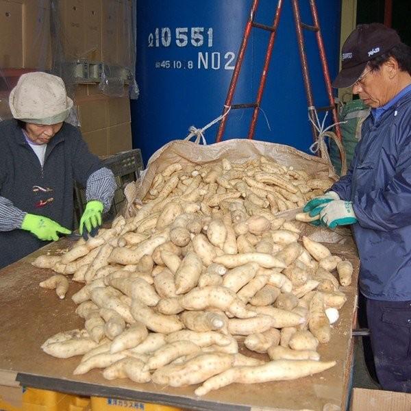 【入荷しました！】【女性に大人気の密芋の紅はるか芋を通常の焼酎より30％も多く使用！】　紅王道　紅はるか芋　黒麹　無濾過　25度　1800ml | 恒松酒造本店 | 03