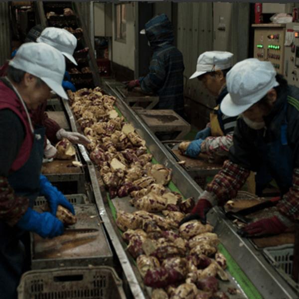 【限定入荷しました！】【甘みが最高状態の完熟芋使用！コクと滑らかな口当たりが別次元！】岩川　完熟　薩摩邑(さつまむら)　芋焼酎　25度　1800ml | 岩川醸造 | 05